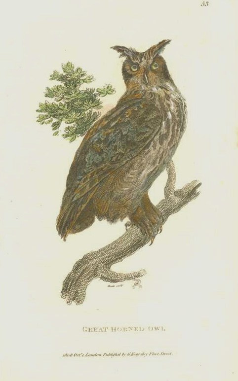 Shaw-GreatHornedOwl