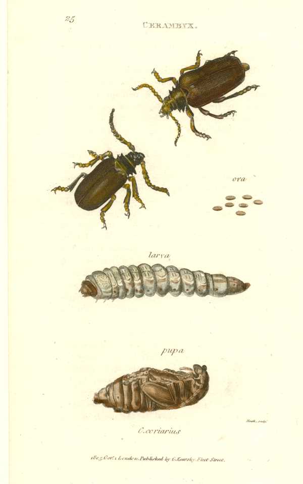 Shaw-Insects-3