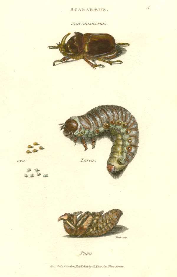 Shaw-Insects-4