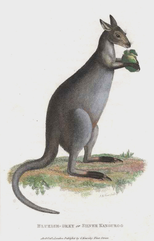 Shaw-Kangaroo-Blueish-grey