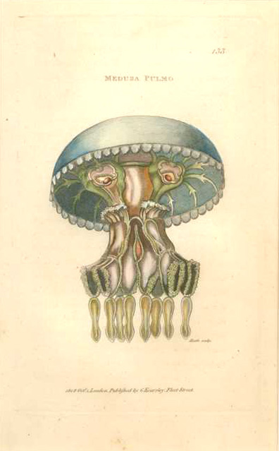 Shaw-MedusaPulmo