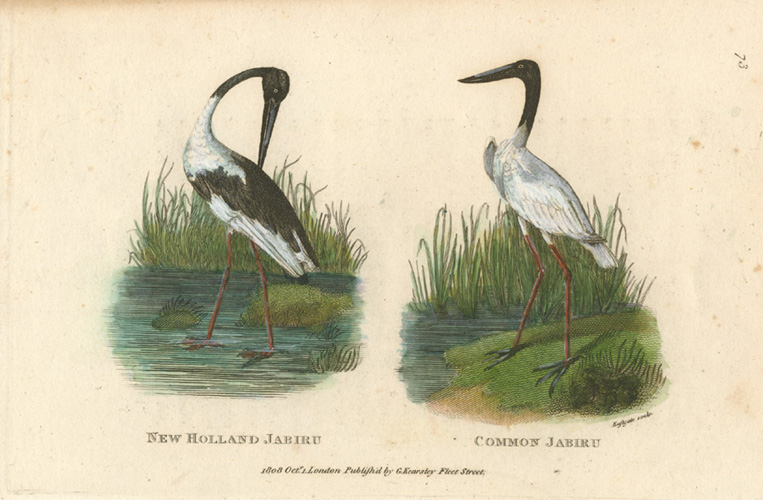 Shaw-N-H-Jabiru