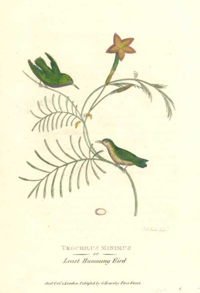 Shaw-TrochilusMinimus