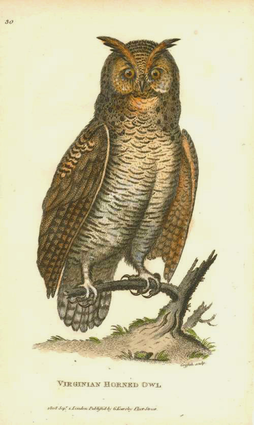 Shaw-VirginiaHornedOwl