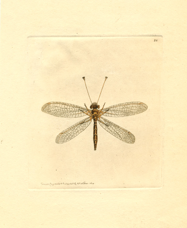 Shaw-Yellow-leggedAscalaphus