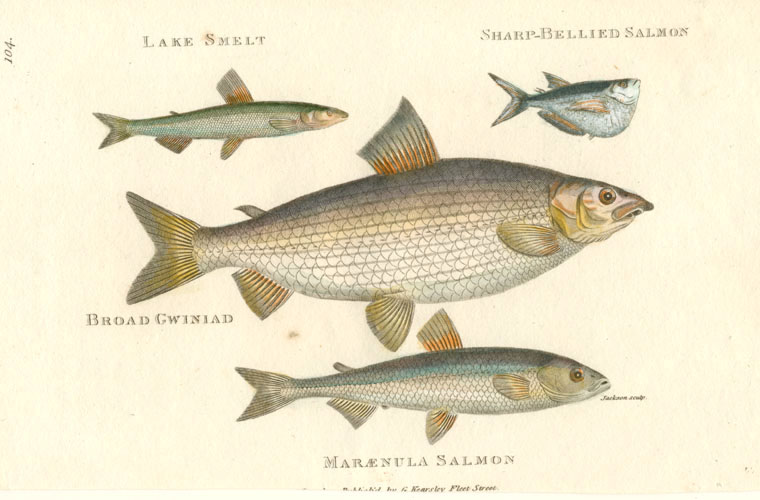 Shaw104-Smelt2cGwiniadSalmon