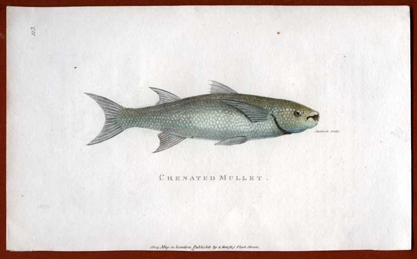 Shaw115fish-CrenatedMullet