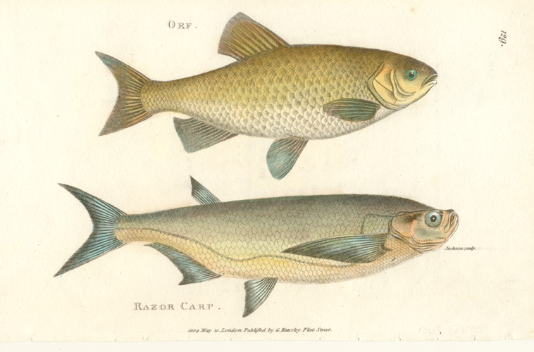 Shaw129fish-Orf2cRazorCarp