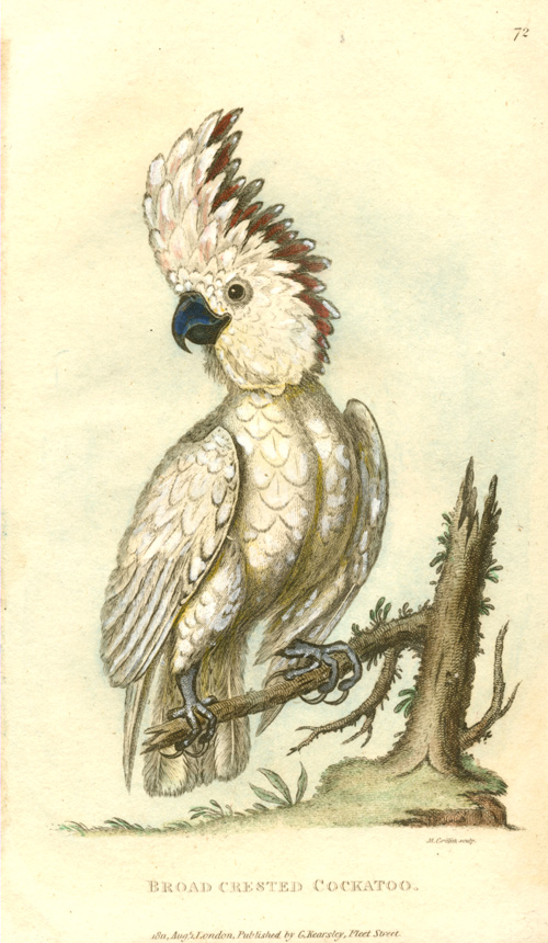 Shaw72-Broad-crested-Cockatoo