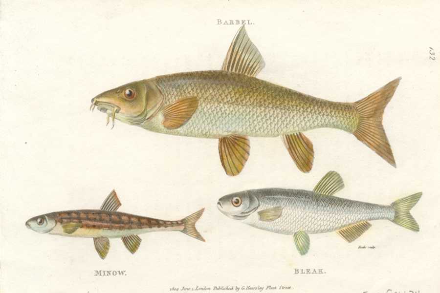 ShawMarine132-Barbel2cMinow2cBleak-w