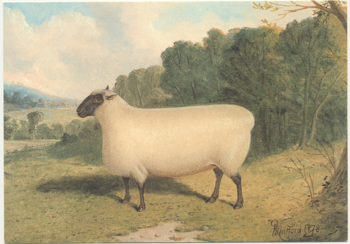 Sheep-Whitford-PrizeShropshireEwe