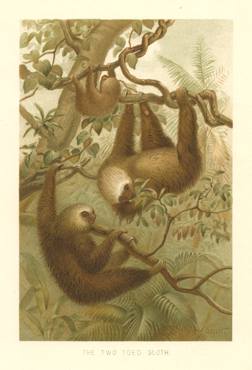 Smit-2ToedSloth-w
