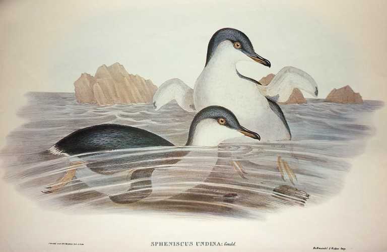 SpheniscusUndina