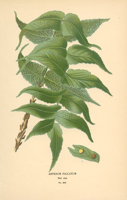 Step-Fern2cAspidium2cFalcatum