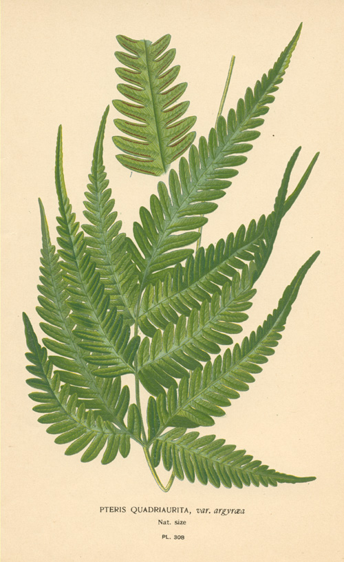 Step-Fern2cPterisQuadriaurita