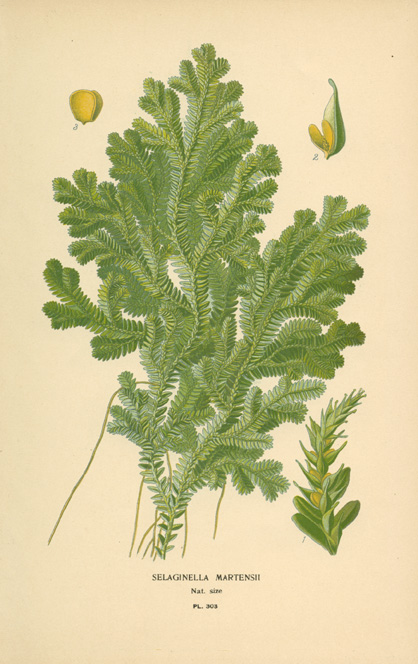Step-Moss2cSelaginellaMartensii