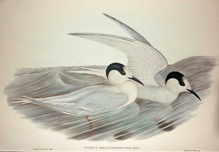 SternaMelanorhynchus