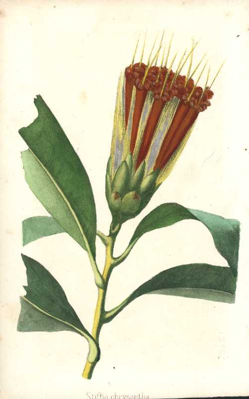 StifftiaChrysantha-Brazilian