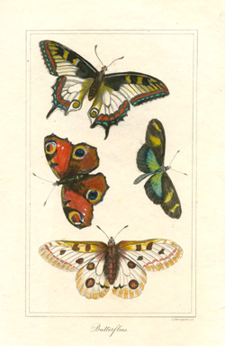 Tegg-Butterflies-w