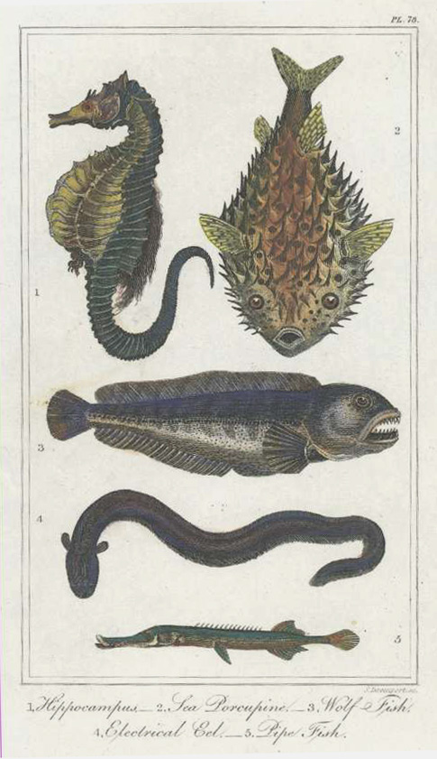 Tegg78-Seahorse2cPorcupine2cWolf2cElecEel2cPipe