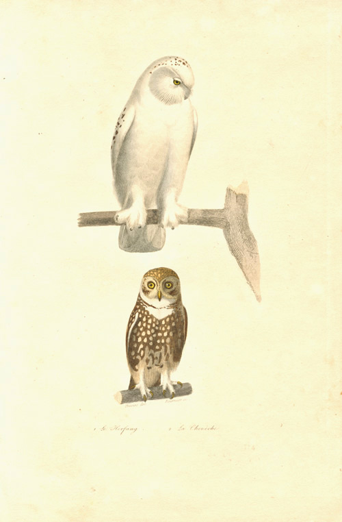 Travies-Owl-x2