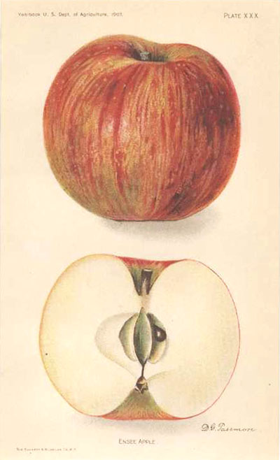 US-Apple2cEnsee-w