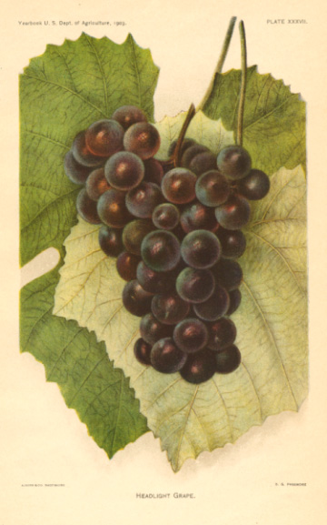 US-Grape2cHeadlight