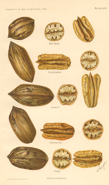 US-Nut-Pecans2cSanSaba-Pabst-mw