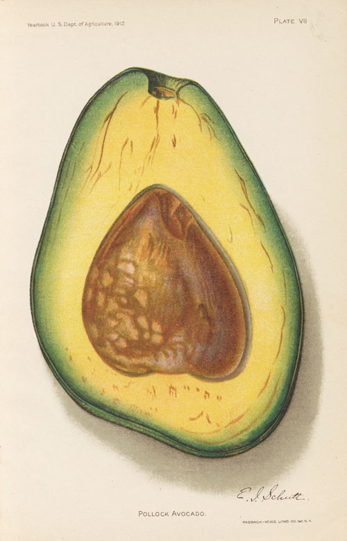 USFruit-Avocado-Pollack