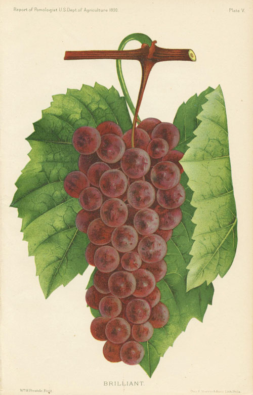 USFruit-Grape2cBrilliant