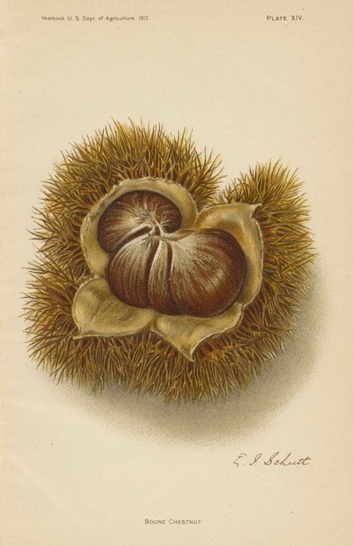 USNuts-Chestnut2cBoone