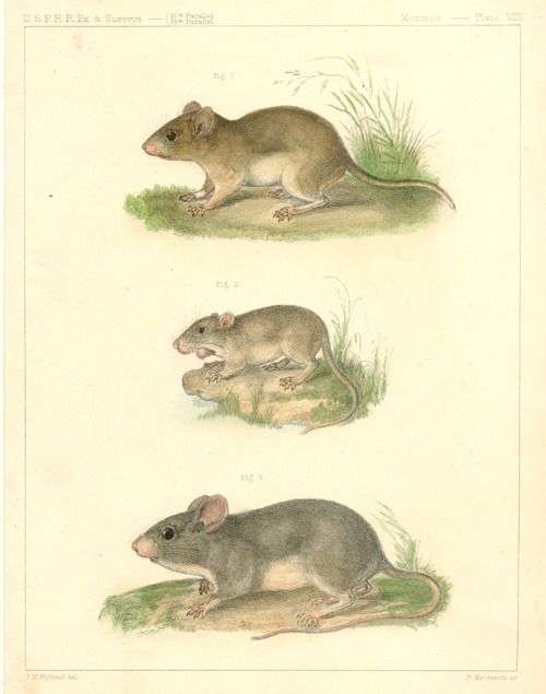 USPRR8-Richard-mice-w