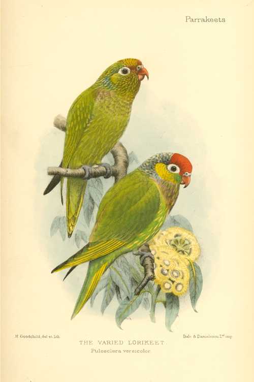 Varied-Lorikeet