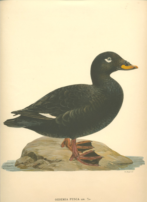 VonWright-OedemiaFusca