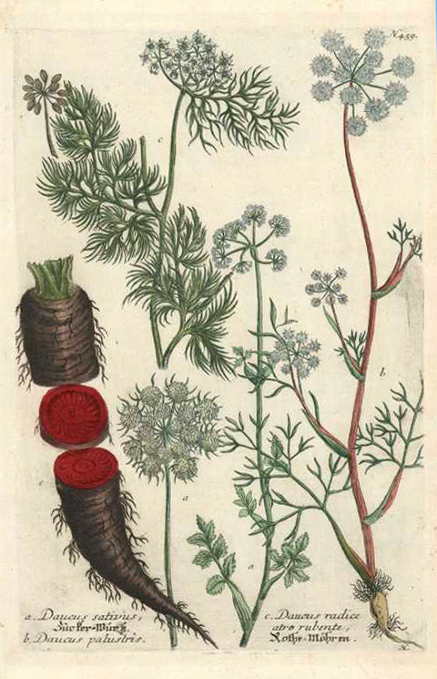 Weinmann-DaucusRadice