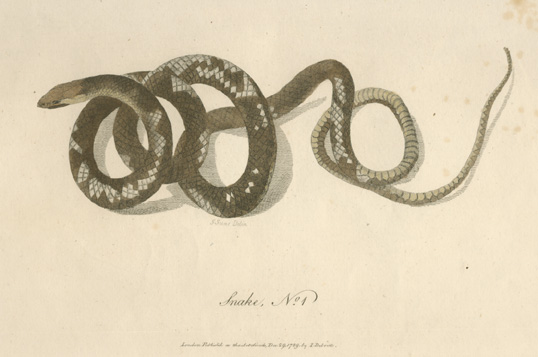 White-BrownSnake-1-w