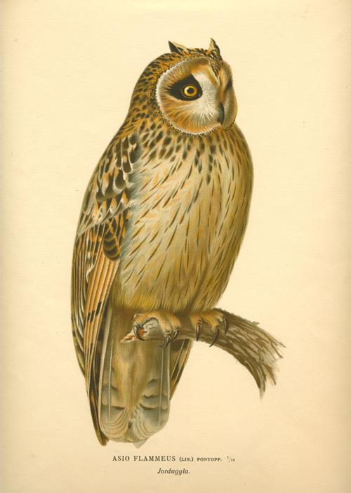 Wright-AsioFlammeus2cShortEaredOwl