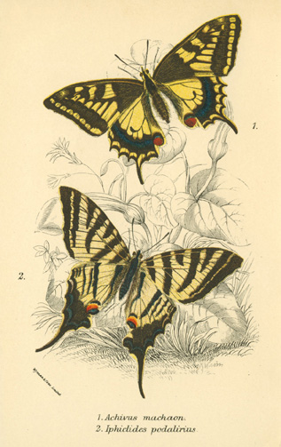 Wyman47Butt-Achivus2cIphiclides-w