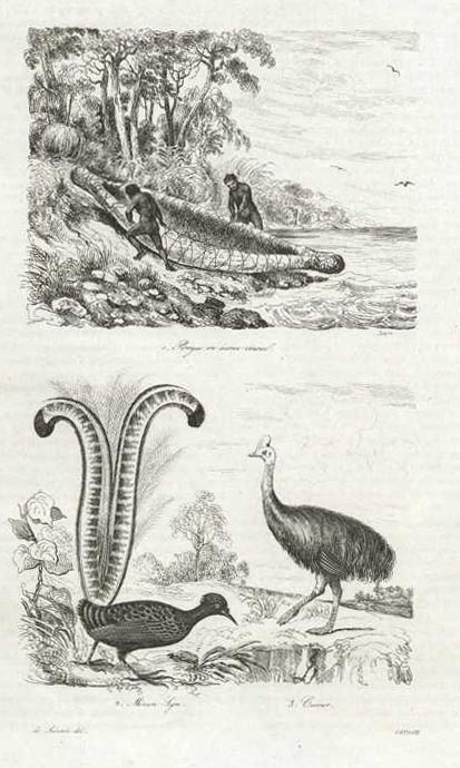 abo-D-Urv-Canoe2c-LyrBird2cCassowary