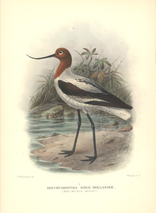 au-Avocet2cRecurvirostra-w