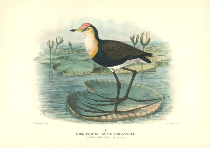 au-Jacana2cIrediparra-w