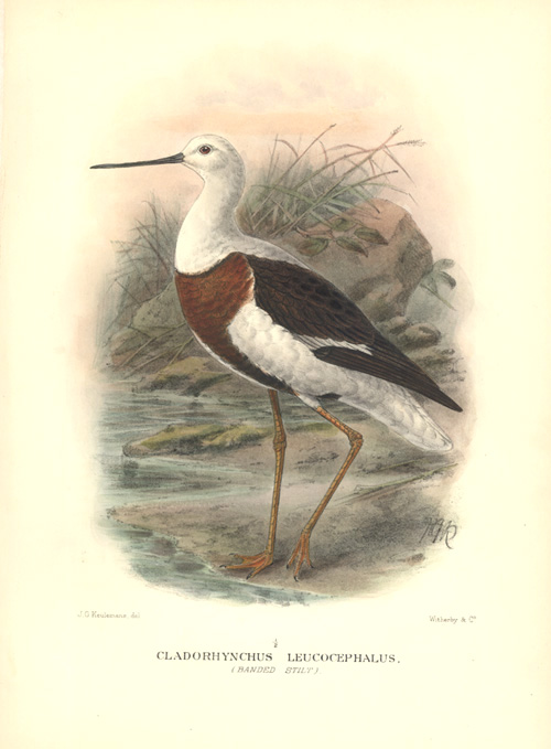 au-Stilt2cCladorhynchus-w
