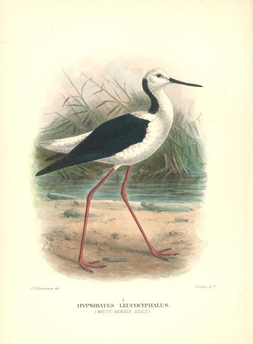 au-Stilt2cHypsibates-w