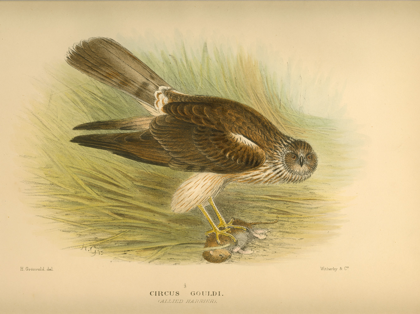 auMatthews-AlliedHarrier