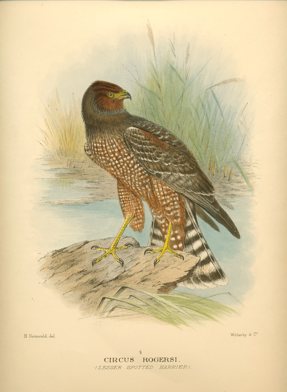 auMatthews-LesserSpottedHarrier