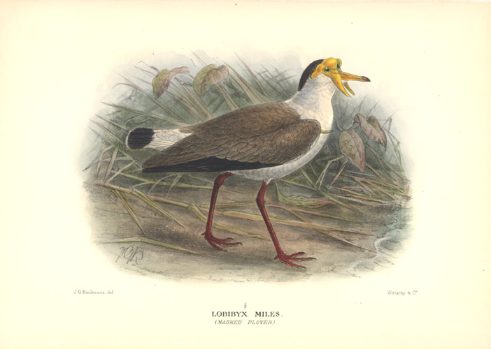 auPlover2cLobibyx-w