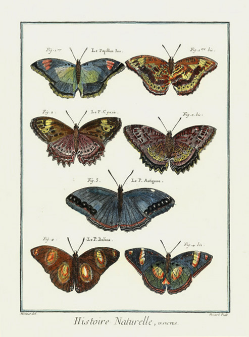 da-Panckouke-Martinet-Benard-LePapillonIno-lg