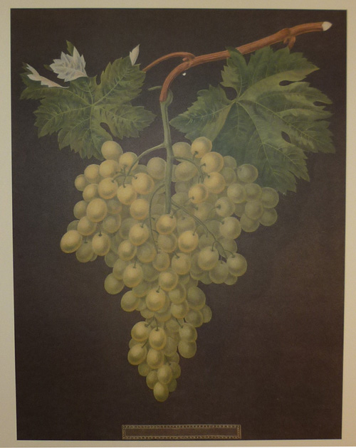 daBrookshaw-Grapes1