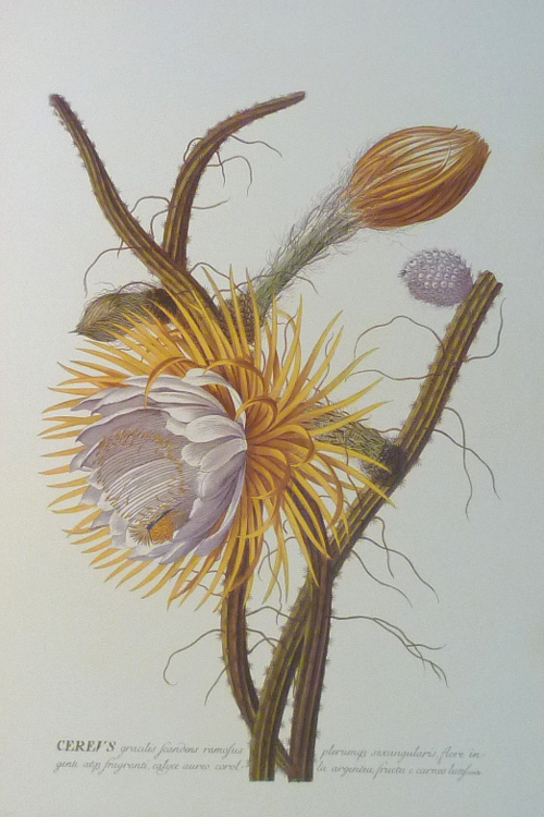 daEhret-Cactus-CereusGracilis