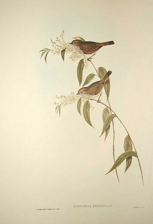 daL-Gould195-AcanthizaEwingii